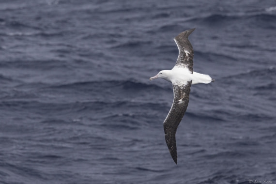 OTL32-25, Day 15, Albatross 1 (3)© Sara Jenner - Oceanwide Expeditions.jpg