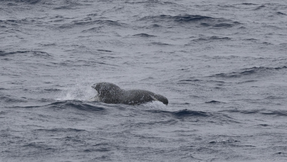 OTL32-25, Day 15, Pilot whale © Sara Jenner - Oceanwide Expeditions.jpg