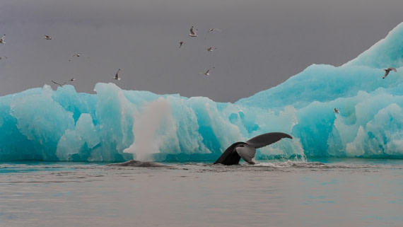 2024, Greenland, DSC8906 © Enrico Pescantini - Oceanwide Expeditions.jpg