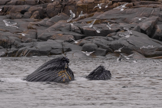 2024, Greenland, DSC8953 © Enrico Pescantini - Oceanwide Expeditions.jpg
