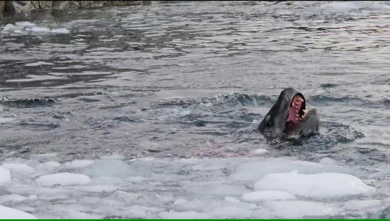 Leopard seal shows his teeth