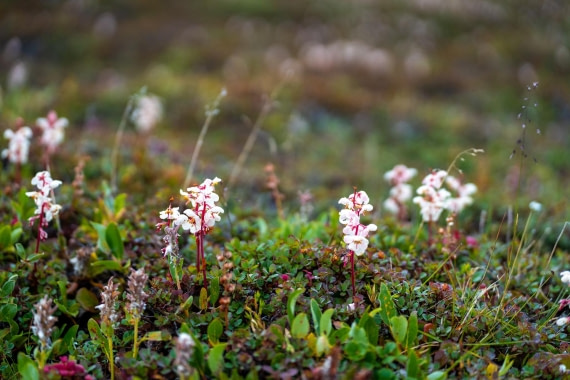 OEX-SP-GL-JM-SP_2022-233 © Geert Kroes - Oceanwide Expeditions.jpg