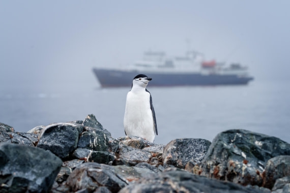 Chinstrap and the Plancius