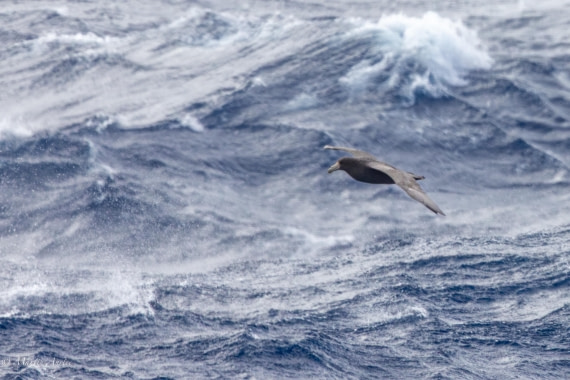 HDS31-25, Day 2, 088A9198-Enhanced-NR © Martin Anstee - Oceanwide Expeditions.jpg