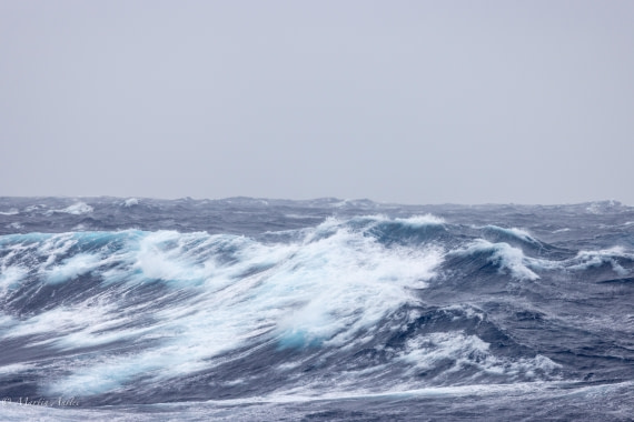 HDS31-25, Day 2, 088A9213 © Martin Anstee - Oceanwide Expeditions.jpg