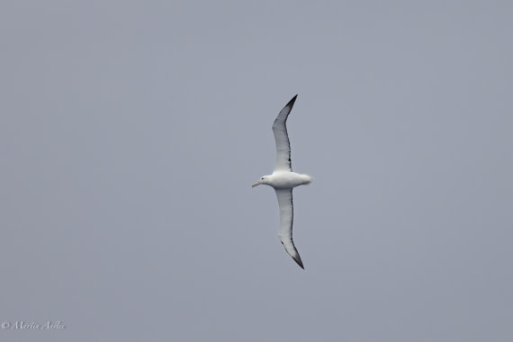 HDS31-25, Day 2, 088A9240-Enhanced-NR © Martin Anstee - Oceanwide Expeditions.jpg