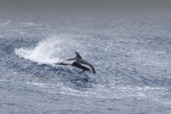 HDS31-25, Day 2, 088A9246 © Martin Anstee - Oceanwide Expeditions.jpg