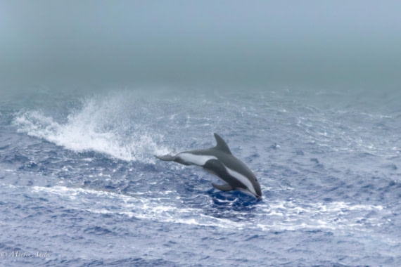 HDS31-25, Day 2, 088A9247-Enhanced-NR © Martin Anstee - Oceanwide Expeditions.jpg