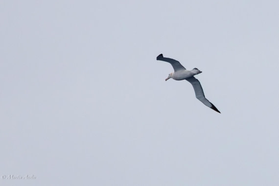 HDS31-25, Day 2, 088A9249-Enhanced-NR © Martin Anstee - Oceanwide Expeditions.jpg
