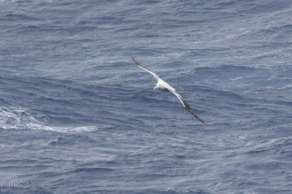 HDS31-25, Day 2, 088A9254-Enhanced-NR © Martin Anstee - Oceanwide Expeditions.jpg
