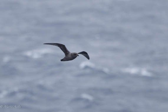 HDS31-25, Day 3, 088A9268-Enhanced-NR © Martin Anstee - Oceanwide Expeditions.jpg