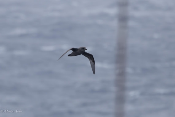 HDS31-25, Day 3, 088A9269-Enhanced-NR © Martin Anstee - Oceanwide Expeditions.jpg