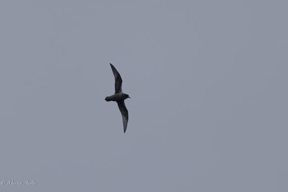 HDS31-25, Day 3, 088A9281 © Martin Anstee - Oceanwide Expeditions.jpg