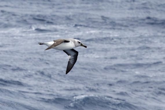 HDS31-25, Day 3, 088A9289-Enhanced-NR © Martin Anstee - Oceanwide Expeditions.jpg