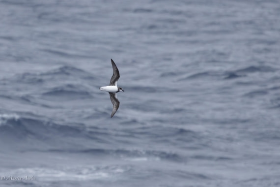 HDS31-25, Day 3, 088A9304-Enhanced-NR © Martin Anstee - Oceanwide Expeditions.jpg