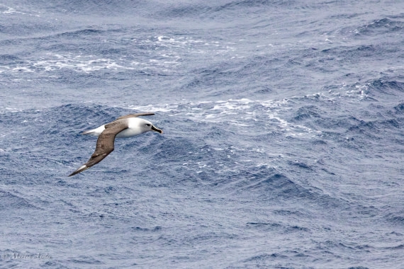 HDS31-25, Day 3, 088A9298-Enhanced-NR © Martin Anstee - Oceanwide Expeditions.jpg