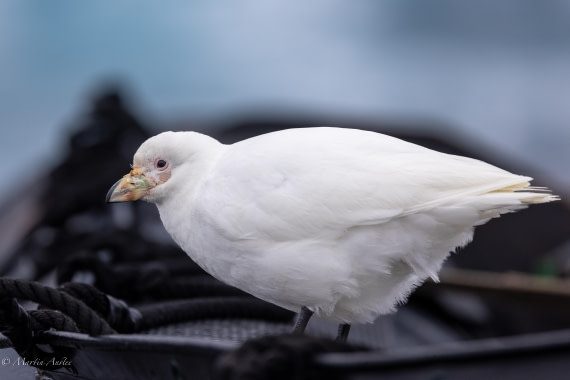 HDS31-25, Day 3, 088A9313 © Martin Anstee - Oceanwide Expeditions.jpg