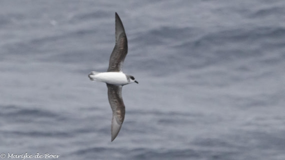 HDS31-25, Day 3, 20250325-398A5405 © Marijke de Boer - Oceanwide Expeditions.jpg