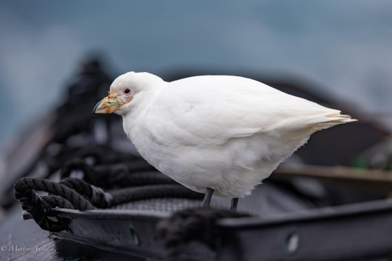 HDS31-25, Day 3, 088A9315 © Martin Anstee - Oceanwide Expeditions.jpg