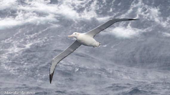 HDS31-25, Day 3, 20250325-398A5407 © Marijke de Boer - Oceanwide Expeditions.jpg