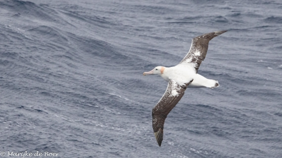 HDS31-25, Day 3, 20250325-398A5415 © Marijke de Boer - Oceanwide Expeditions.jpg