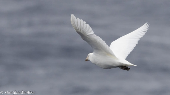 HDS31-25, Day 3, 20250325-398A5421 © Marijke de Boer - Oceanwide Expeditions.jpg