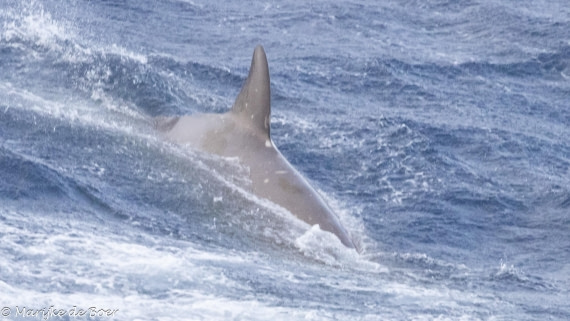 HDS31-25, Day 3, 20250325-398A5436 © Marijke de Boer - Oceanwide Expeditions.jpg