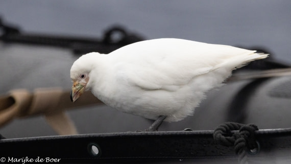 HDS31-25, Day 3, 20250325-398A5433 © Marijke de Boer - Oceanwide Expeditions.jpg