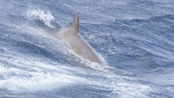 HDS31-25, Day 3, beakedwhale_20250325-398A5435 © Marijke de Boer - Oceanwide Expeditions.jpg