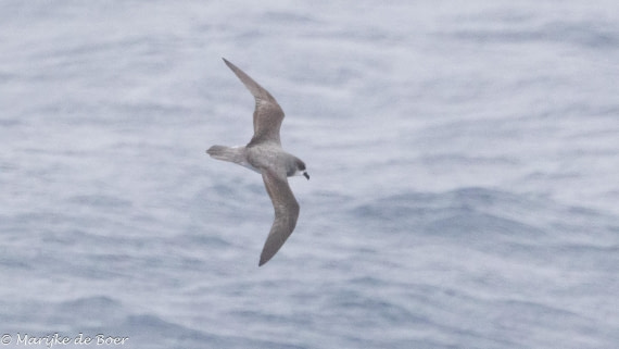 HDS31-25, Day 3, soft-plumagedpetrel_20250325-398A5404 © Marijke de Boer - Oceanwide Expeditions.jpg