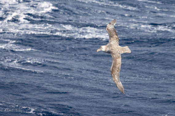 HDS31-25, Day 4, 088A9340 © Martin Anstee - Oceanwide Expeditions.jpg