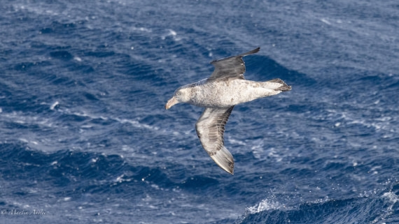 HDS31-25, Day 4, 088A9341 © Martin Anstee - Oceanwide Expeditions.jpg