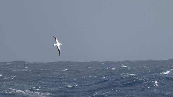 HDS31-25, Day 4, 088A9372 © Martin Anstee - Oceanwide Expeditions.jpg