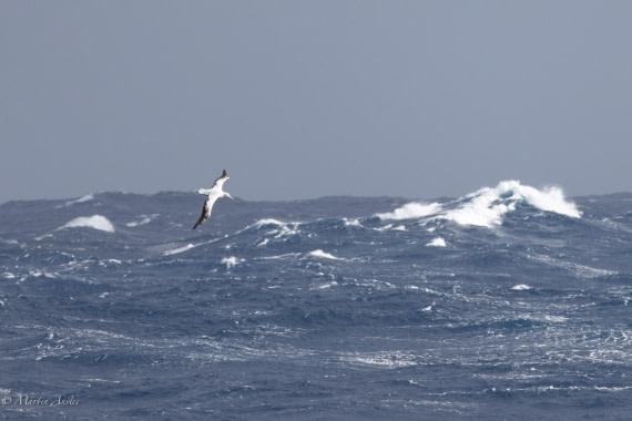 HDS31-25, Day 4, 088A9374 © Martin Anstee - Oceanwide Expeditions.jpg