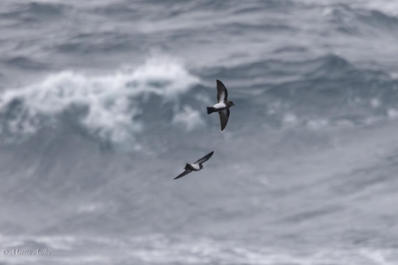 HDS31-25, Day 4, 088A9610-Enhanced-NR © Martin Anstee - Oceanwide Expeditions.jpg