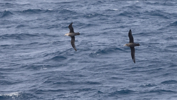 HDS31-25, Day 5, 088A9706 © Martin Anstee - Oceanwide Expeditions.jpg