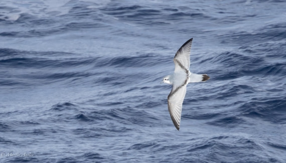 HDS31-25, Day 5, 088A9710-Enhanced-NR © Martin Anstee - Oceanwide Expeditions.jpg