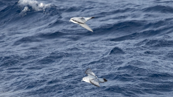 HDS31-25, Day 5, 088A9714-Enhanced-NR © Martin Anstee - Oceanwide Expeditions.jpg