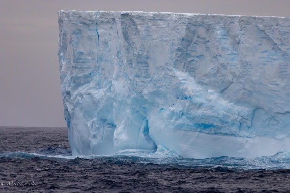 HDS31-25, Day 5, 088A9720-Enhanced-NR © Martin Anstee - Oceanwide Expeditions.jpg