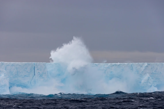 HDS31-25, Day 5, 088A9721-Enhanced-NR © Martin Anstee - Oceanwide Expeditions.jpg