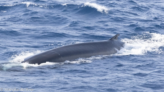 HDS31-25, Day 5, 20250327-398A5553 © Marijke de Boer - Oceanwide Expeditions.jpg