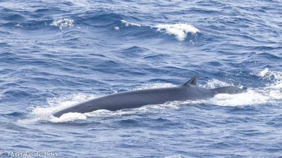 HDS31-25, Day 5, 20250327-398A5556 © Marijke de Boer - Oceanwide Expeditions.jpg