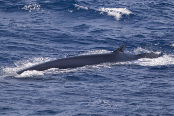 HDS31-25, Day 5, Fin Whale (1) © Andrew Crowder - Oceanwide Expeditions.jpeg