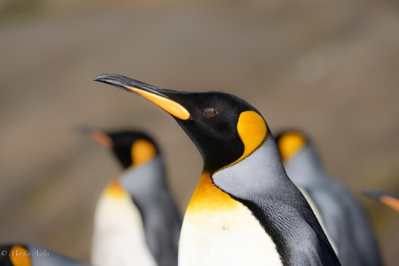 HDS31-25, Day 6, 088A9839 © Martin Anstee - Oceanwide Expeditions.jpg