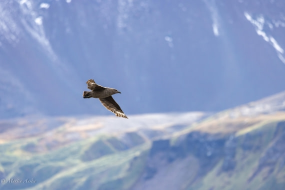 HDS31-25, Day 6, 088A9881-Enhanced-NR © Martin Anstee - Oceanwide Expeditions.jpg