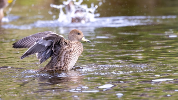 HDS31-25, Day 6, 088A9932-Enhanced-NR © Martin Anstee - Oceanwide Expeditions.jpg