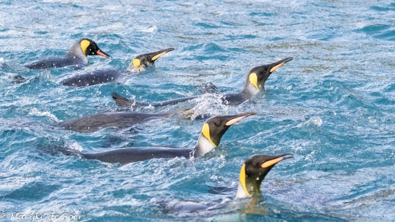 HDS31-25, Day 6, 20250328-398A5632 © Marijke de Boer - Oceanwide Expeditions.jpg