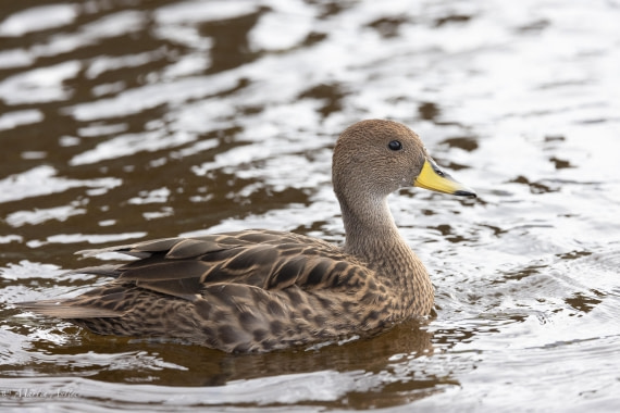 HDS31-25, Day 6, 088A9996 © Martin Anstee - Oceanwide Expeditions.jpg