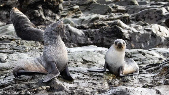 HDS31-25, Day 6, 20250328-398A5707 © Marijke de Boer - Oceanwide Expeditions.jpg