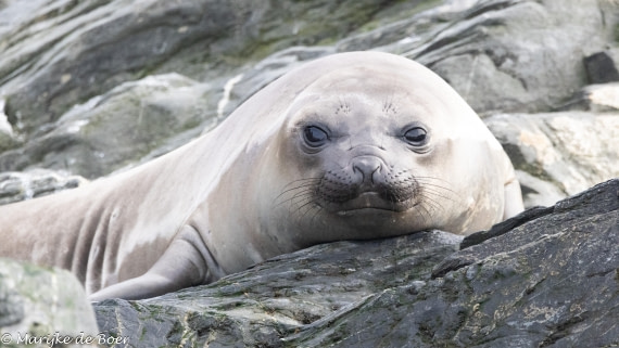 HDS31-25, Day 6, 20250328-398A5704 © Marijke de Boer - Oceanwide Expeditions.jpg
